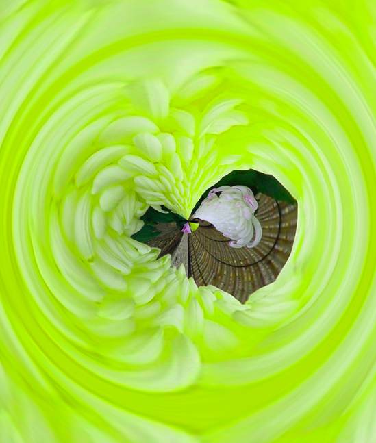 Floral Memory / Mmoire Florale / Memoria Floral / Blumen Gedchtnis - an art work by T Newfields